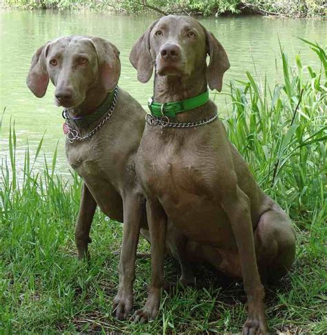 Weimaraner Dog Breed Information and Pictures .